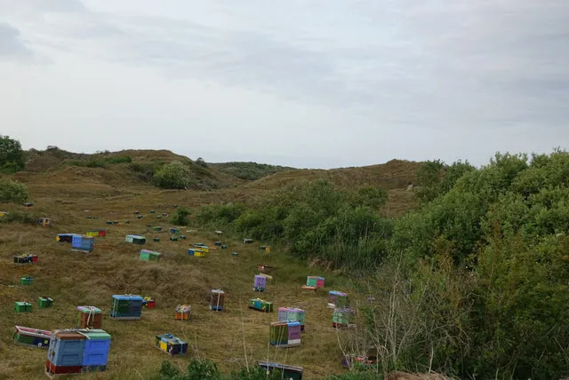 Bienenwagner Buckfast F0 Bienenkönigin begattet