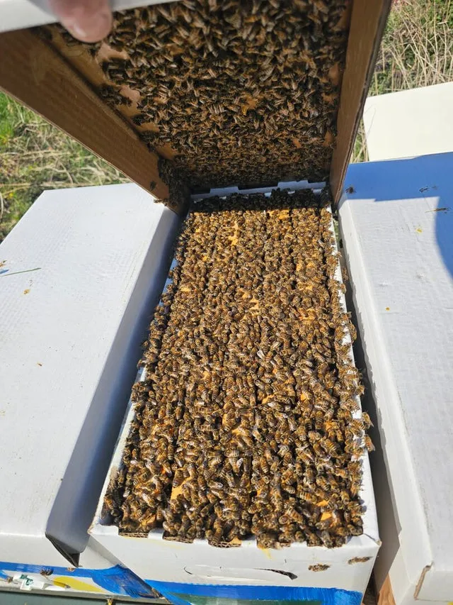 Bienenwagner Buckfast Ableger F1 Dadant US 5 Waben