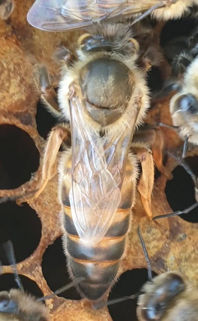 Bienenwagner Buckfast Königin F0 begattet sanftmütig