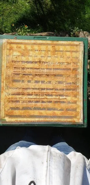 Bienenwagner Propolisgitter EVA