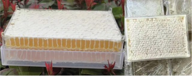 Bienenwagner Wabenhonigkassetten