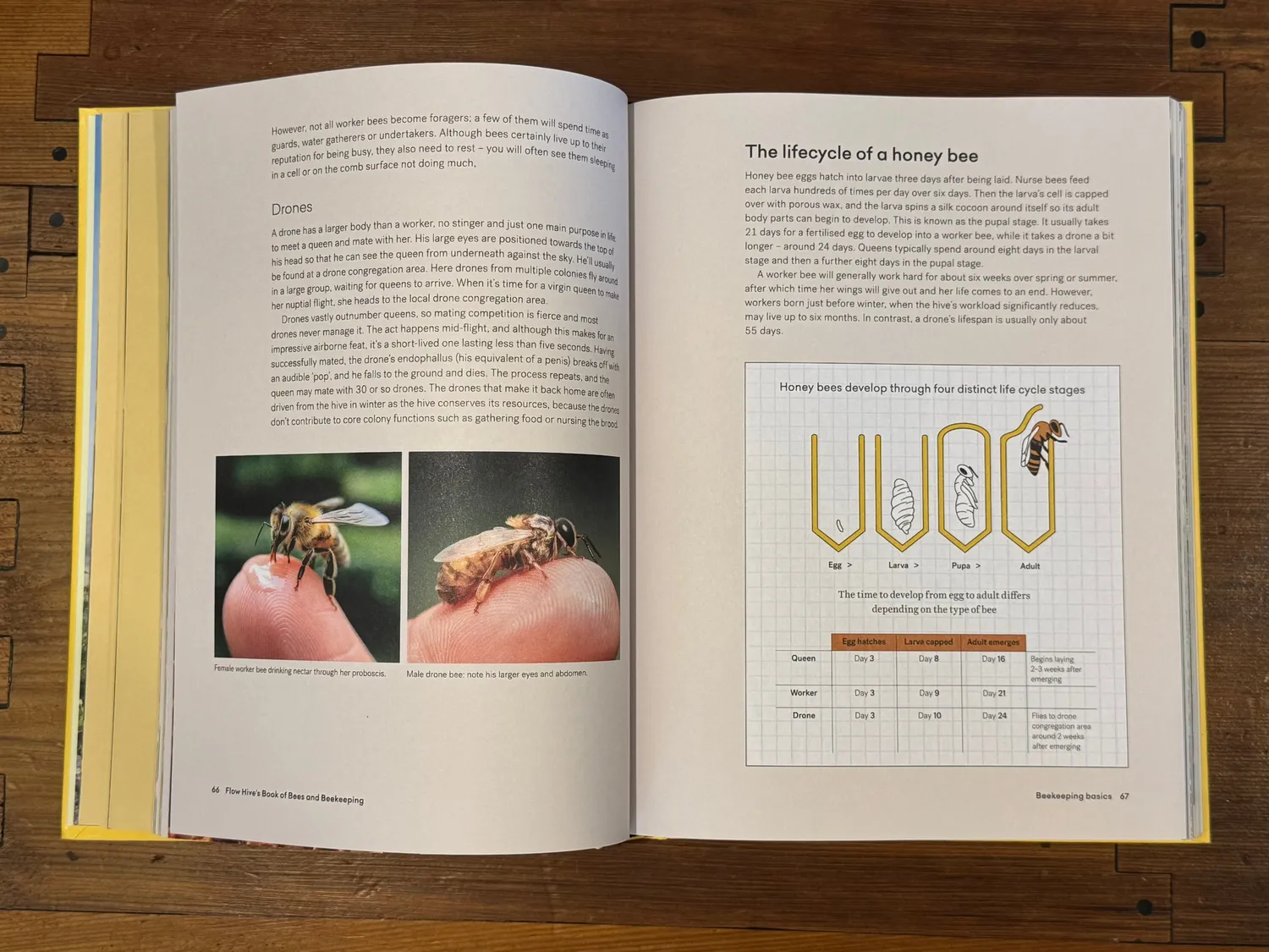 Flow Hive Book of Bees and Beekeeping Imkerbuch