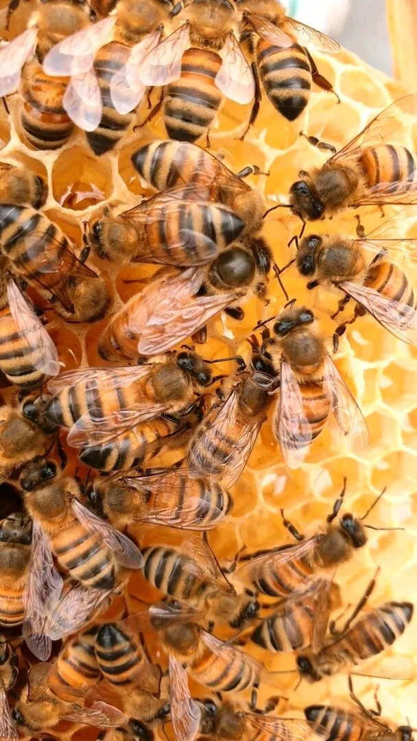 Bienenwagner Buckfast F0 Bienenkönigin begattet