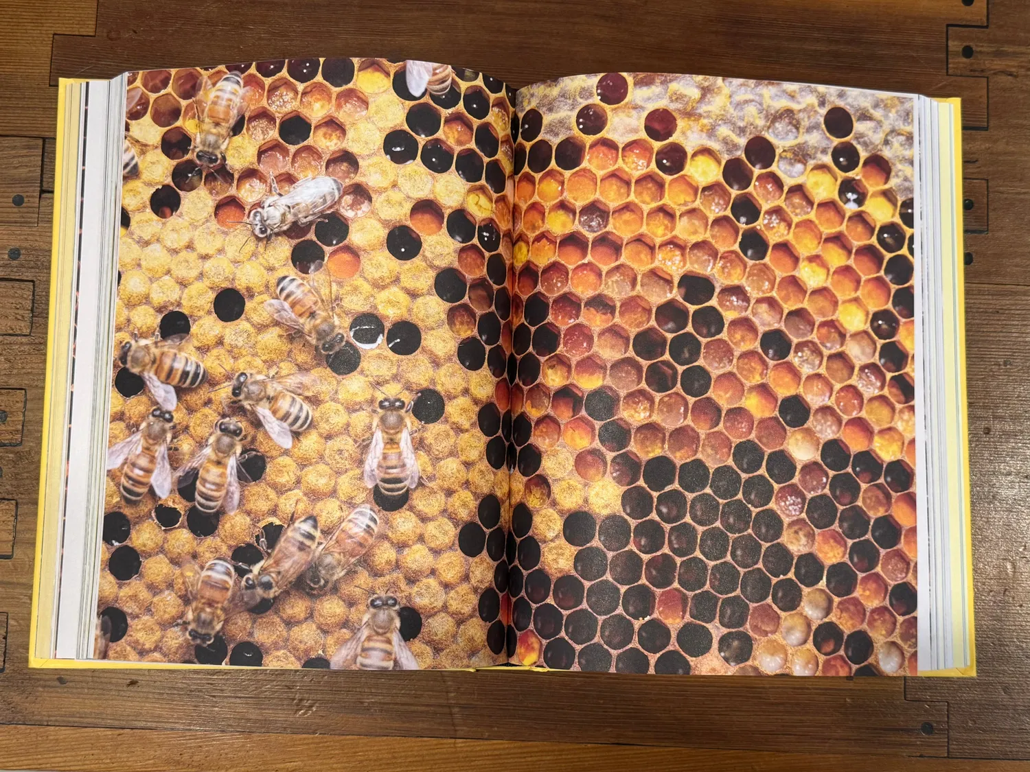 Flow Hive Book of Bees and Beekeeping Imkerbuch