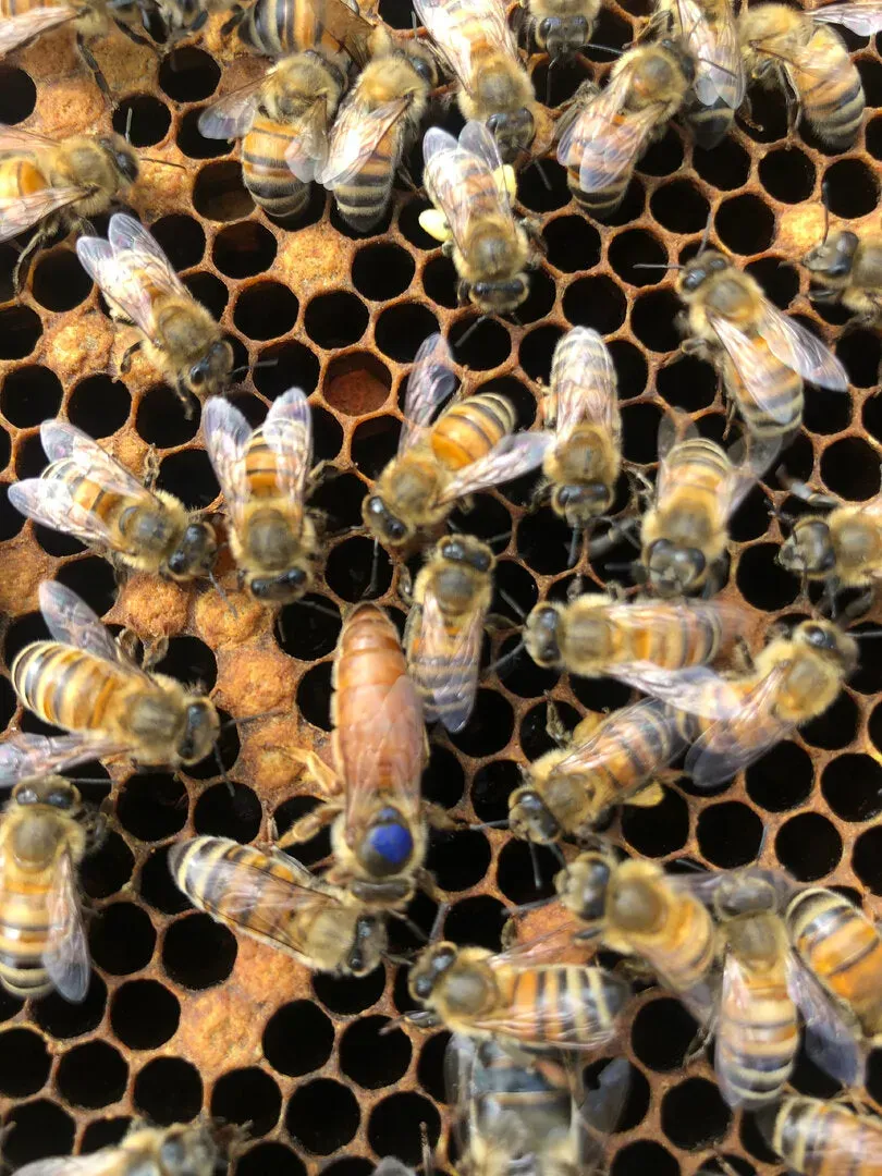 Bienenwagner Buckfast F0 Bienenkönigin begattet